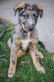 A catahoula blue heeler mix will stand out from other cats, as it looks great with its light blue coat. Catahoula Blue Heeler
