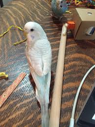 Kelly When Her Flight Feathers Were Still Growing In Goruntuler Ile Kus