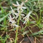 Image result for Trachyandra saltii