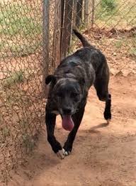 One of our favorite brindle coated pups is the dutch shepherd. Dog For Adoption Zoey A Dutch Shepherd Mix In Hearne Tx Petfinder