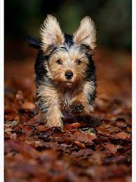 Dobby The Chorkie Yorkshire Terrier Cross With Big Ears Greeting Card By Jrbirds Redbubble