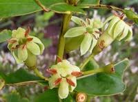 Image result for Fadogia ancylantha