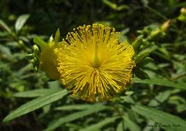 Image result for Hypericum peplidifolium