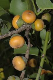 Image result for Diospyros mespiliformis