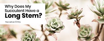Burro's tail is a species of perennial succulent that flowers. How To Fix Succulent With Long Stem