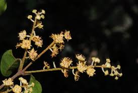 Image result for Combretum padoides