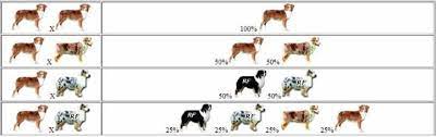 Australian Shepherd Color Genetics Chart For Breeding A Red Tri Never Breed A Merle With Another Merle Australian Shepherds Australian Shepherd Aussie Welpen