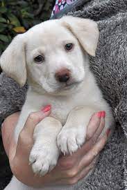 One way to determine the ancestry of your mixed breed is through a dna test. These Atlanta Based Puppies Are Up For Adoption And In Need Of A Good