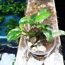 Anda butuh petunjuk untuk mendirikan perusahaan? Aquascape On Instagram Besok Udh Siap Kirim Bos Ku Cek Profile Siapa Tau Ada Yg Cocok Aquafonkbogor Menyediakan Tanaman Aq Tanaman Terrarium Instagram