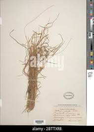 Image result for Kyllinga odorata