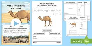 Got a kid crazy for mad libs? Camel Adaptation Powerpoint And Activity Pack Teacher Made