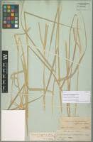 Image result for Ischaemum afrum