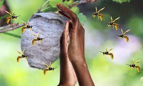 Mosses are also like ferns in that they do not require pollinators and so, they don't attract bees or wasps. Why Wasps Target You And Whether Killing One Will Cause An Army To Swarm Daily Mail Online