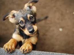 The denver animal shelter is another great option to help out animals of all kinds. Pandemic Pups Adopting A Dog Amid Covid 19 In Metro Denver Denver Co Patch