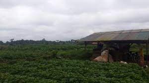 For more information and source, see on this link : Jual Tanah Pertanian Jualsewatanah Com