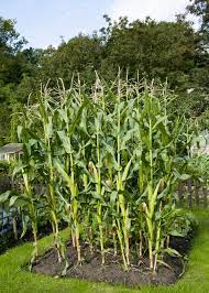 As long as you provide all of the elements your corn needs to grow, the reward will be all the fresh sweet corn you can eat. Growing Sweet Corn From Sowing To Harvest Blog Mr Fothergills Co Uk