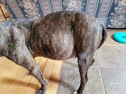 Dog stomach problems / possible tumor - Veterinary Medicine Discussions -  Premed 101 Forums