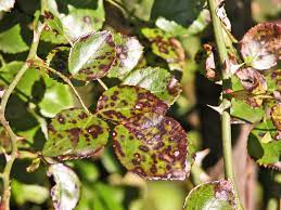Removing affected leaves, drier conditions, soil adjustment. How To Treat And Prevent Black Spots On Roses