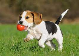 We are a family run business, and have been for over 20 years. Purchase Pet Shop Nearby Me Up To 62 Off