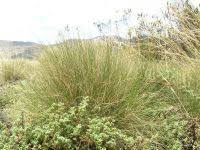 Image result for Alchemilla johnstonii