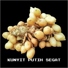 Penasaran bagaimana cara membuat jamu tanpa ribet? Kunyit Putih Segar Kunir Putih Alami Temu Putih Jamu Herbal 1kg Shopee Indonesia
