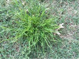Stafford with the vast number of climates in texas, it's no shocker that the variety of weeds in texas is pretty broad. Is This A Grass Or Weed Gardening Landscaping Stack Exchange