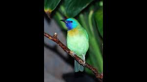 Joss Buat Masteran Cucak Rante Mas Cucak Topeng Biru Kinoi A Blue Masked Leaf Bird By