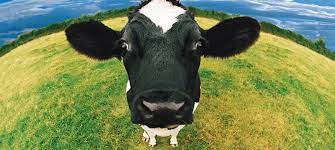 as more research demonstrates the health benefits of bovine colostrum for horses dogs and humans more companies are coming bovine health benefits best detox