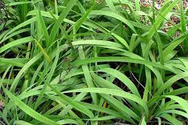 Image result for Fuirena ecklonii