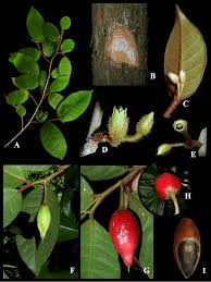 Image result for Chrysophyllum