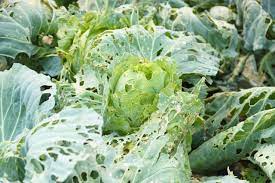 There are different kinds of cabbage worms, but the main one is the imported cabbageworm, pieris rapae, also known as cabbage white butterfly. How To Grow Cabbage In Easy Steps