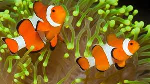 We did not find results for: Uniknya Cara Budidaya Ikan Badut Nemo Yang Jantan Bisa Dijadikan Betina Tribunnews Bogor
