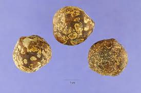 Image result for Aleurites