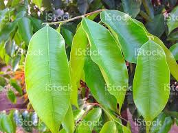 Agarwood Leaves Sebamban Kalimantan Selatan Indonesia Stock Photos Stock Images Free Photo