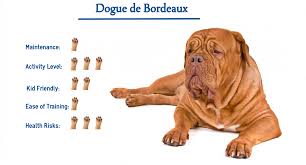 Known to the frenchmen since the 14th century, this breed was used to guard castles and. Dogue De Bordeaux Dog Breed Everything You Need To Know At A Glance