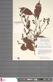 Image result for Cleistanthus polystachyus