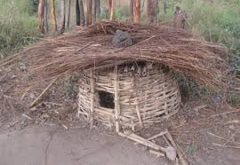 Image result for Oxytenanthera abyssinica