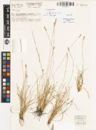 Image result for Abildgaardia ovata