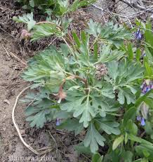 Image result for Paropsia braunii