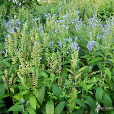 Image result for Scutellaria schweinfurthii