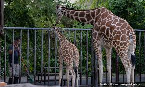 Malaysiakini Zoo S Role In Wildlife Conservation