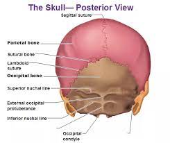 The occipital bone is located at the back of the skull and protects the underlying cerebellum, brainstem, and occipital lobe of the cerebrum. I Have 5 Ball Sized Bones Sticking Out Of The Back Of My Skull Is That Normal Quora