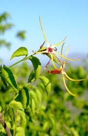 Image result for Strophanthus amboensis