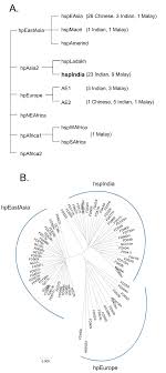 What does initial mean in the cambridge english dictionary? Population Structure Of Helicobacter Pylori Among Ethnic Groups In Malaysia Recent Acquisition Of The Bacterium By The Malay Population Bmc Microbiology Full Text