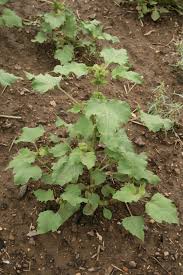 Image result for Xanthium