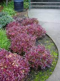 Fetterbush Scarletta Front Entry Landscaping Shade Landscaping Landscaping Plants