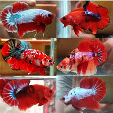 Kalau dijabarkan, ada total sekitar 73 spesies ikan di dalam genus ini (data dari di kalangan hobiis, jenis ikan cupang plakat juga memiliki turunan yaitu halfmoon plakat atau biasa disebut hmpk. Ikan Cupang Plakat Koi Nemo Jantan Betina Shopee Indonesia