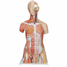 The muscles of the human body can be categorized into a number of groups which include muscles relating to the head and neck, muscles of the torso or trunk, muscles of the upper limbs, and muscles of the lower limbs. Anatomy Model Muscle Torso In 31 Parts