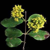 Image result for Triaspis hypericoides