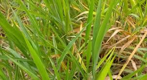 Image result for Urochloa eminii